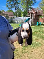 Gray collar , a male Basset Hound for sale in Chesterfield, VA – 3 of 3
