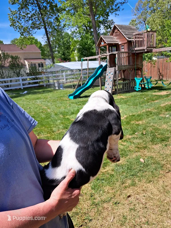 Gray collar  – Basset Hound puppy for sale in Chesterfield, VA
