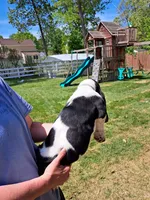 Gray collar , a male Basset Hound for sale in Chesterfield, VA – 2 of 3