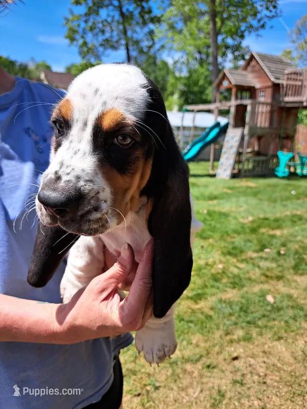 Gray collar  – Basset Hound puppy for sale in Chesterfield, VA