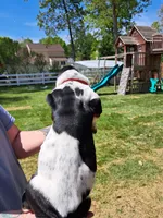 Red collar , a male Basset Hound for sale in Chesterfield, VA – 2 of 3