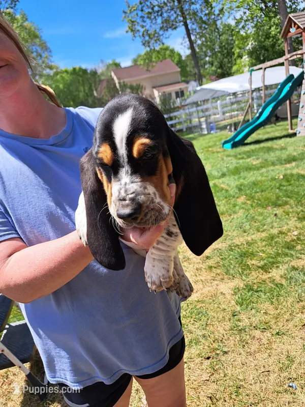 Red collar  – Basset Hound puppy for sale in Chesterfield, VA