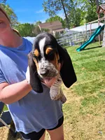 Red collar , a male Basset Hound for sale in Chesterfield, VA – 1 of 3