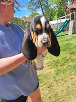 Red collar , a male Basset Hound for sale in Chesterfield, VA – 3 of 3