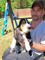 Yellow collar , a male Basset Hound for sale in Chesterfield, VA – 2 of 2