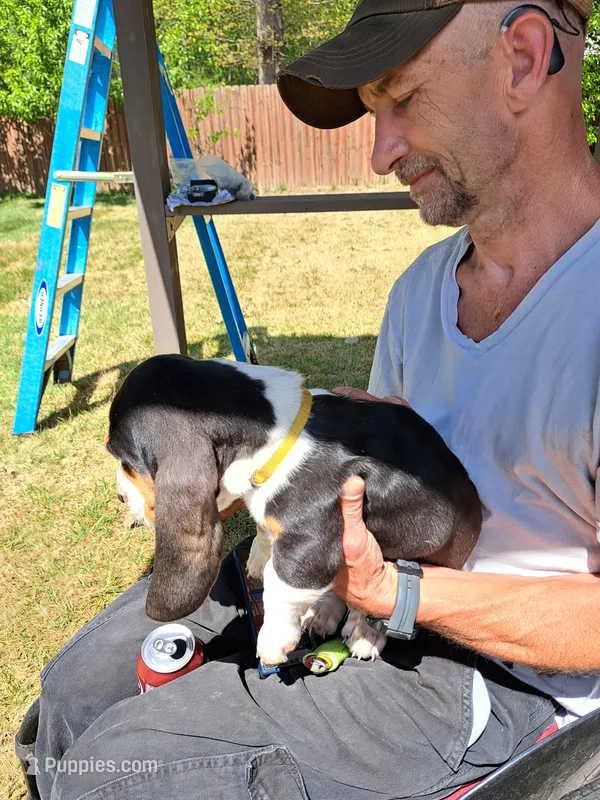 Yellow collar  – Basset Hound puppy for sale in Chesterfield, VA