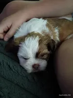 Milkshake , a male Mal Shi for sale in Brunswick, GA – 2 of 10