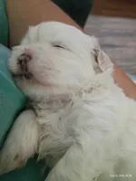 Marshmallow , a male Mal Shi for sale in Brunswick, GA – 3 of 10