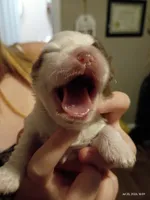 Milkshake , a male Mal Shi for sale in Brunswick, GA – 8 of 10
