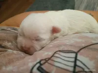 Marshmallow , a male Mal Shi for sale in Brunswick, GA – 9 of 10