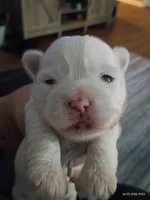 Marshmallow , a male Mal Shi for sale in Brunswick, GA – 10 of 10