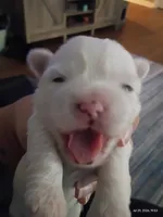 Marshmallow , a male Mal Shi for sale in Brunswick, GA – 6 of 10