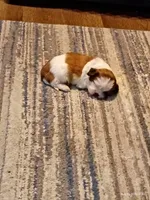 Milkshake , a male Mal Shi for sale in Brunswick, GA – 4 of 10