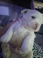 Marshmallow , a male Mal Shi for sale in Brunswick, GA – 8 of 10