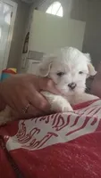 Marshmallow , a male Mal Shi for sale in Brunswick, GA – 2 of 10