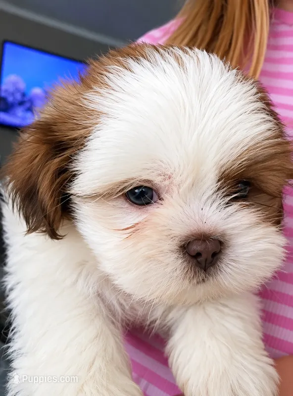 Milkshake  – Mal Shi puppy for sale in Brunswick, GA