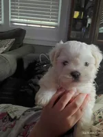 Marshmallow , a male Mal Shi for sale in Brunswick, GA – 4 of 10