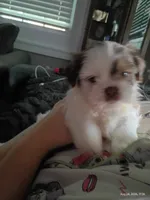 Milkshake , a male Mal Shi for sale in Brunswick, GA – 3 of 10