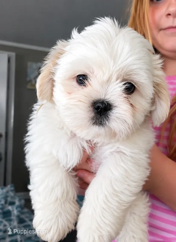 Marshmallow  – Mal Shi puppy for sale in Brunswick, GA