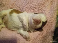 Milkshake , a male Mal Shi for sale in Brunswick, GA – 9 of 10