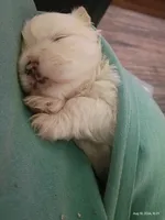 Marshmallow , a male Mal Shi for sale in Brunswick, GA – 5 of 10