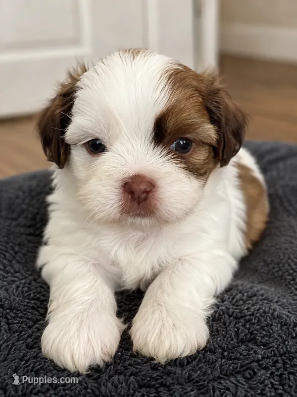 Milkshake  – Mal Shi puppy for sale in Brunswick, GA