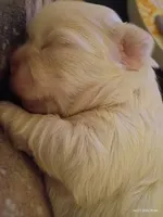 Marshmallow , a male Mal Shi for sale in Brunswick, GA – 7 of 10