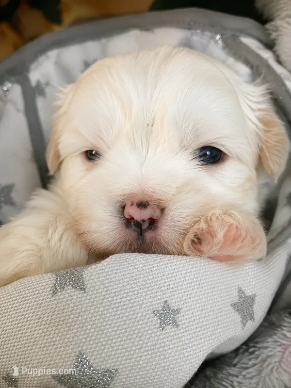 Marshmallow  – Mal Shi puppy for sale in Brunswick, GA