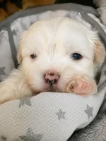 Marshmallow , a male Mal Shi for sale in Brunswick, GA – 1 of 10