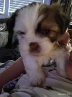Milkshake , a male Mal Shi for sale in Brunswick, GA – 5 of 10