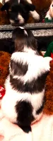 Santa's Dancer, a male Papillon for sale in South Greeley, WY – 9 of 9