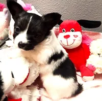 L'll Dolly, a female Papillon for sale in South Greeley, WY – 7 of 9