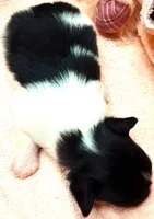 Tiny Tim, a male Papillon for sale in South Greeley, WY – 8 of 9