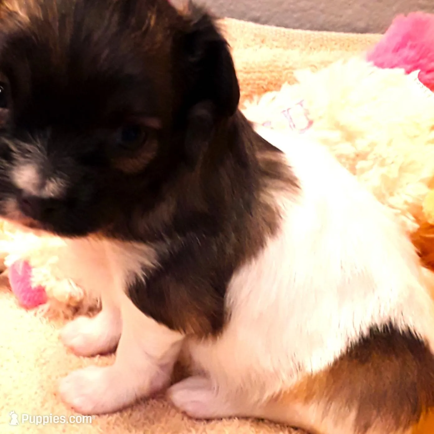 Flower Girl, a female Papillon for sale in Cheyenne, WY – Photo 5 of 10