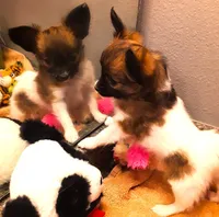 CoCo very small, a female Papillon for sale in South Greeley, WY – Photo 8 of 10