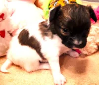 Flower Girl, a female Papillon for sale in Cheyenne, WY – Photo 4 of 10