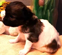 Flower Girl, a female Papillon for sale in Cheyenne, WY – Photo 8 of 10