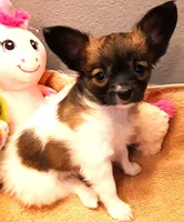 CoCo very small, a female Papillon for sale in South Greeley, WY – Photo 2 of 10