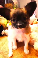 CoCo very small, a female Papillon for sale in South Greeley, WY – Photo 1 of 10