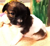 Flower Girl, a female Papillon for sale in Cheyenne, WY – Photo 6 of 10