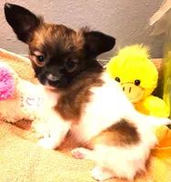 CoCo very small, a female Papillon for sale in South Greeley, WY – Photo 5 of 10
