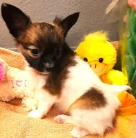 CoCo very small, a female Papillon for sale in South Greeley, WY – Photo 6 of 10
