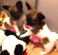 CoCo very small, a female Papillon for sale in South Greeley, WY – Photo 9 of 10