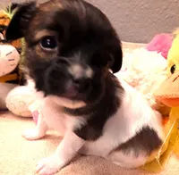 Flower Girl, a female Papillon for sale in Cheyenne, WY – Photo 7 of 10