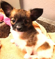 CoCo very small, a female Papillon for sale in South Greeley, WY – Photo 4 of 10