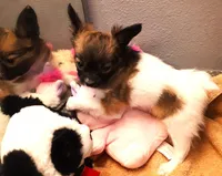 CoCo very small, a female Papillon for sale in South Greeley, WY – Photo 7 of 10