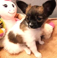 CoCo very small, a female Papillon for sale in South Greeley, WY – Photo 3 of 10