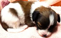 Li'll Rudolph, a male Papillon for sale in South Greeley, WY – 7 of 9
