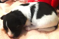 Bella, a female Papillon for sale in South Greeley, WY – 7 of 8