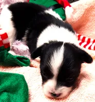 Li'll Angel, a female Papillon for sale in South Greeley, WY – 8 of 10